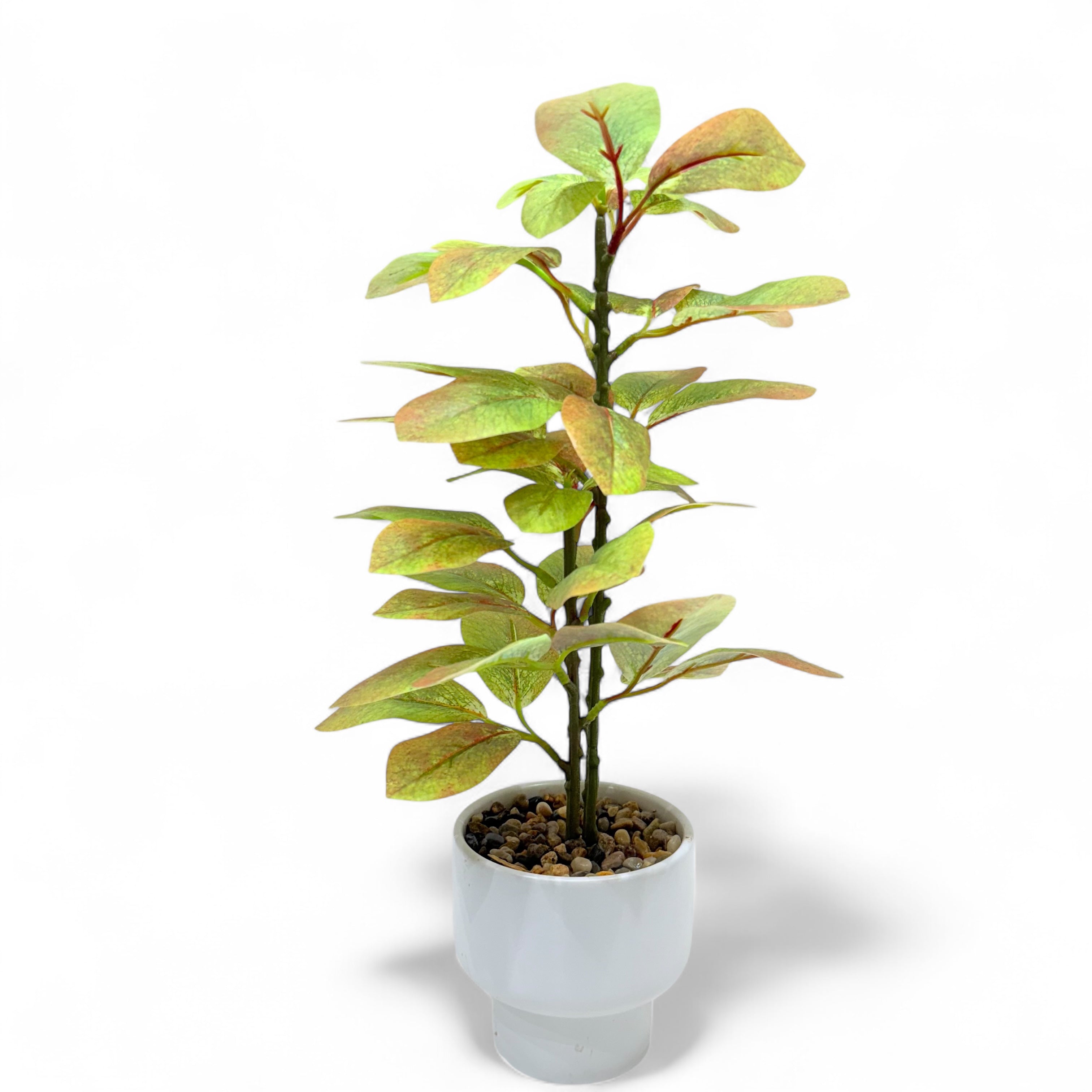 Artificial Rubber Plant.