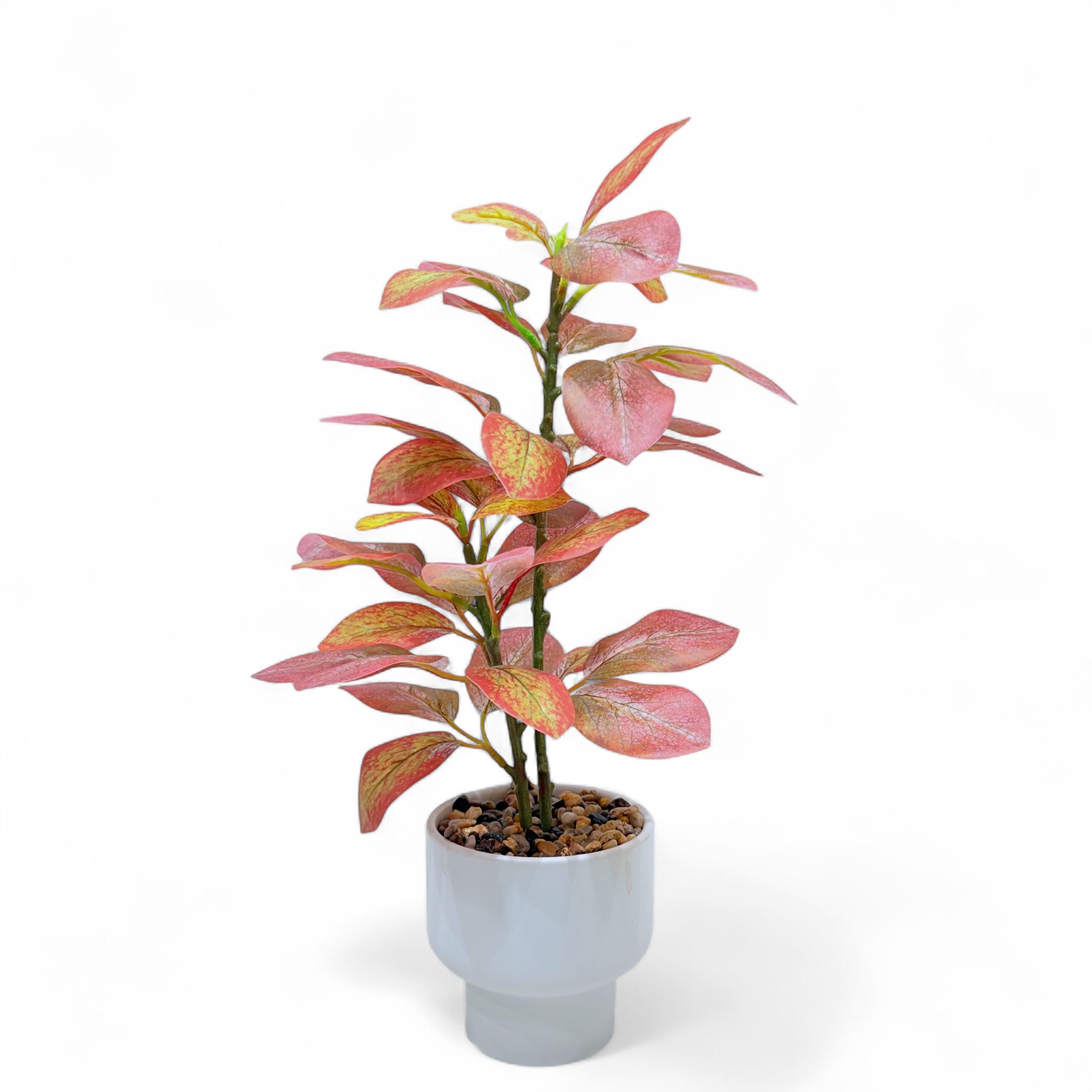 Autumn Blaze Ficus Accent