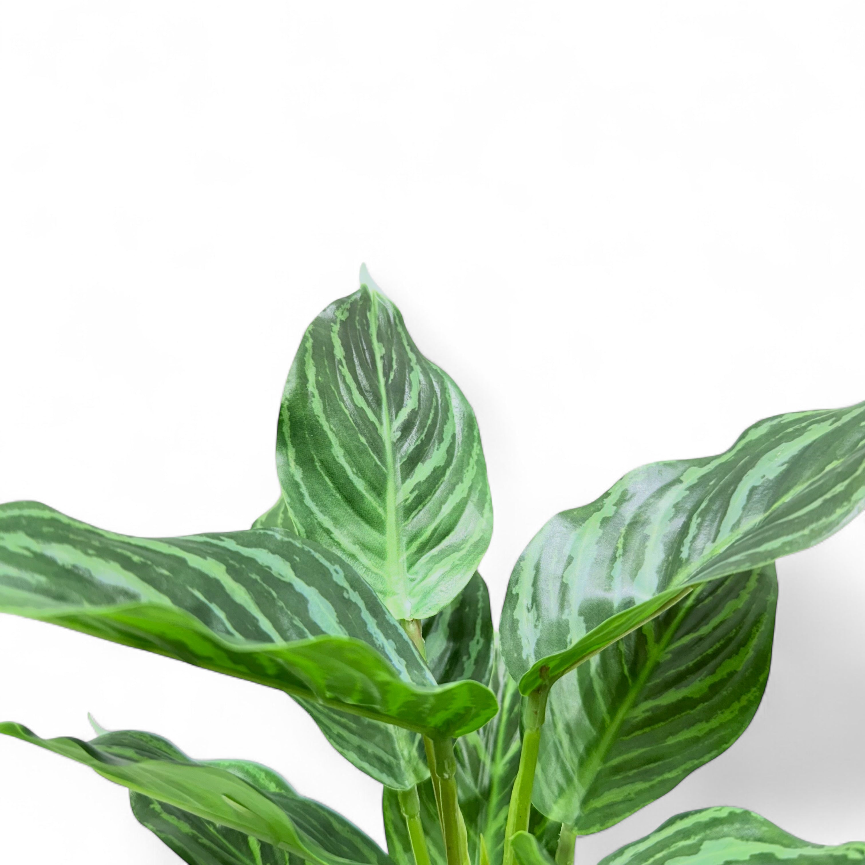 Artificial Calathea Plant