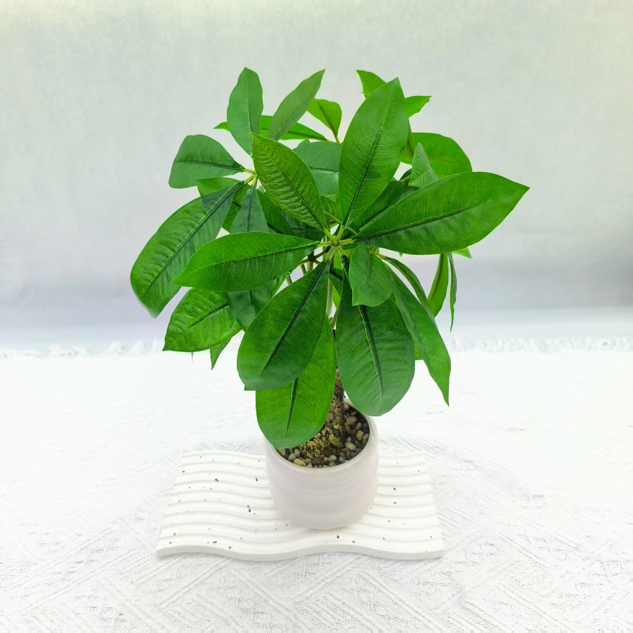 Ficus elastica