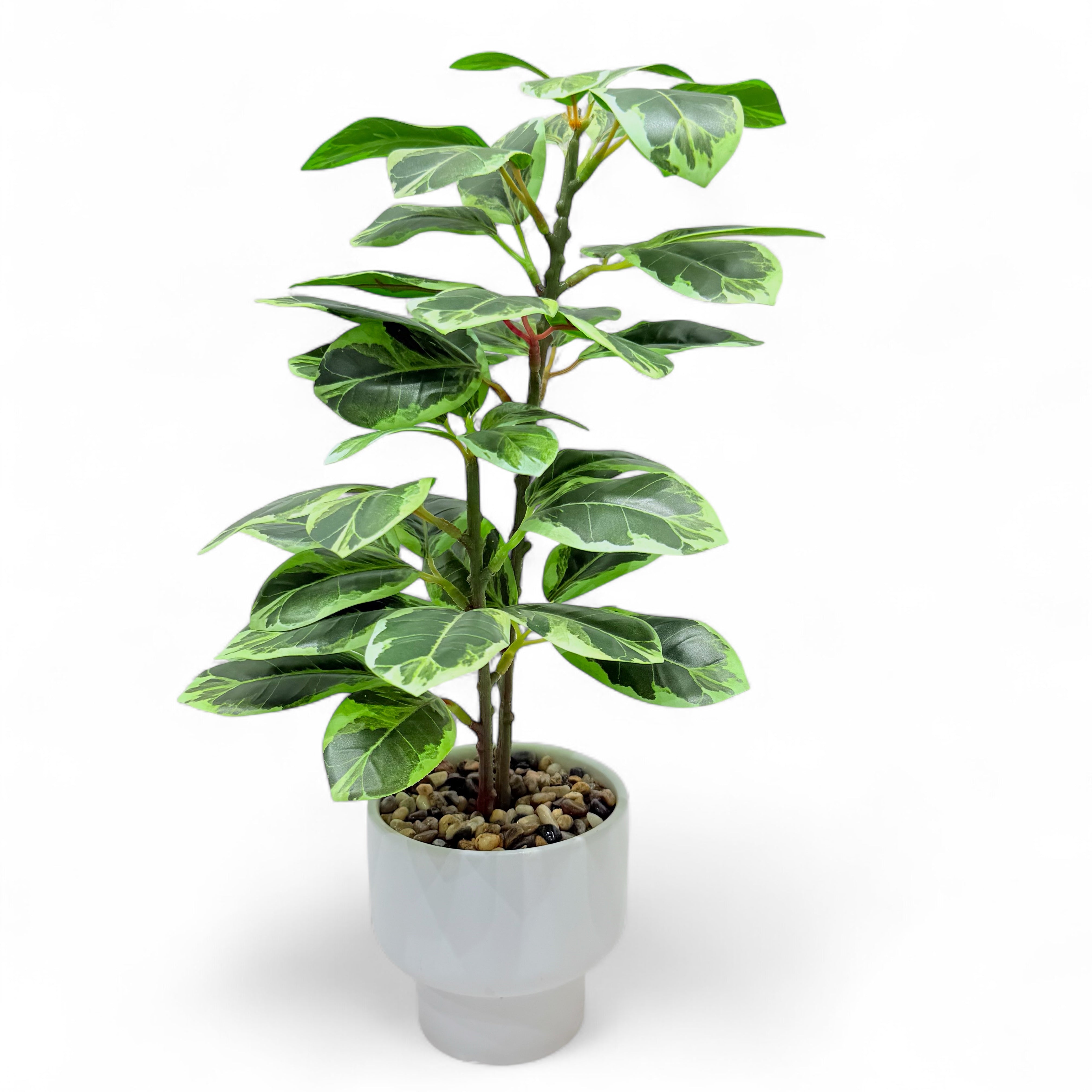 Artificial Rubber Plant.