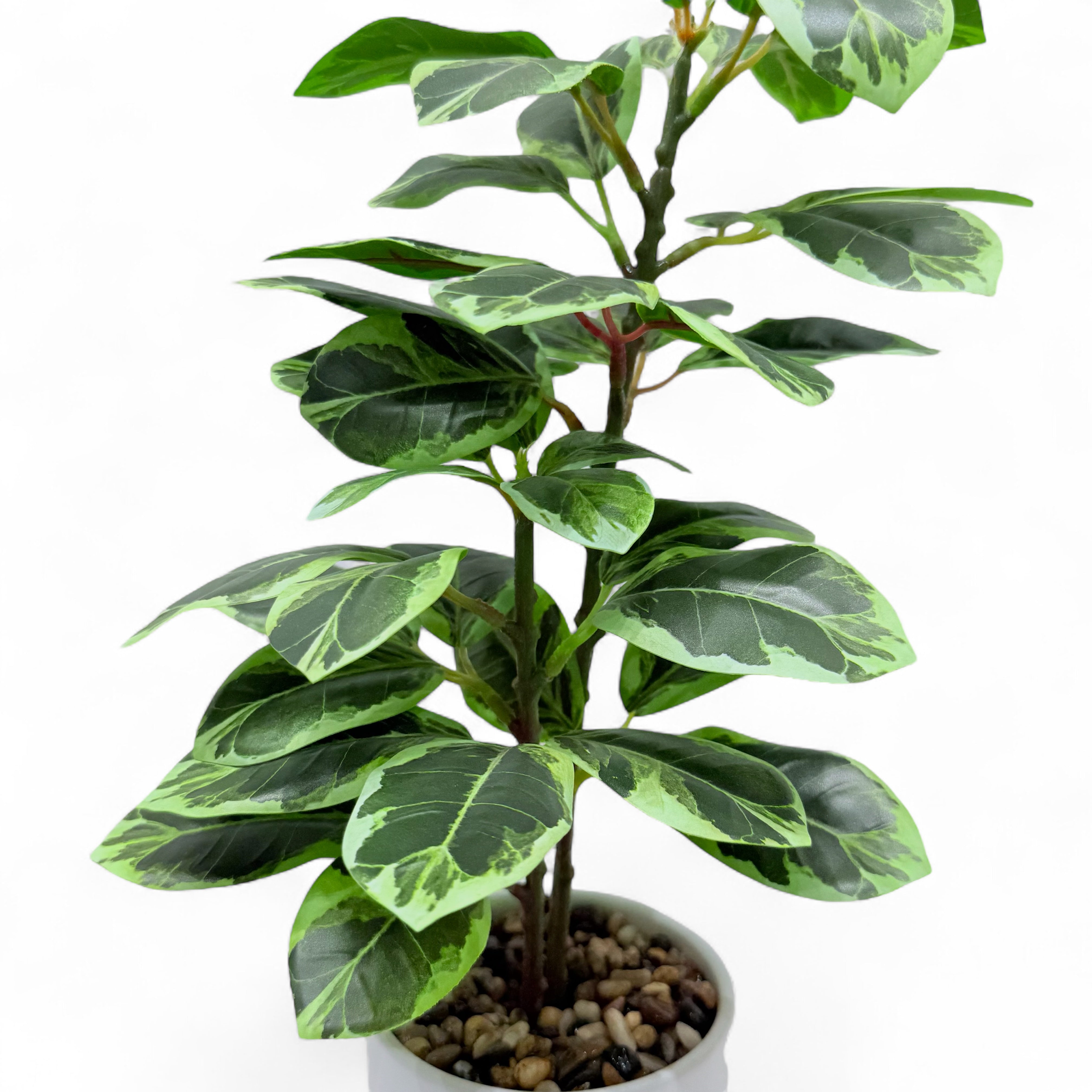 Artificial Rubber Plant.