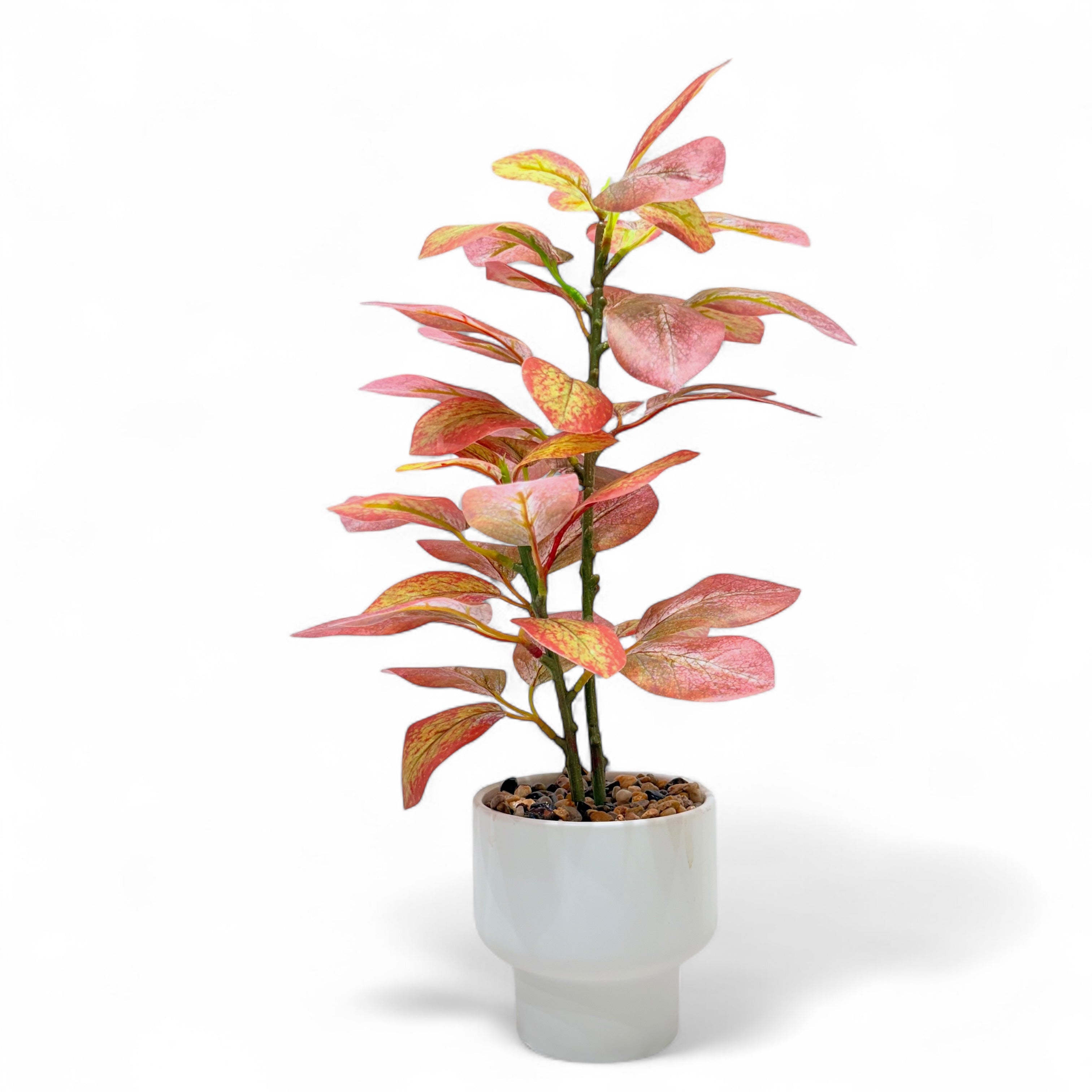 Autumn Blaze Ficus Accent