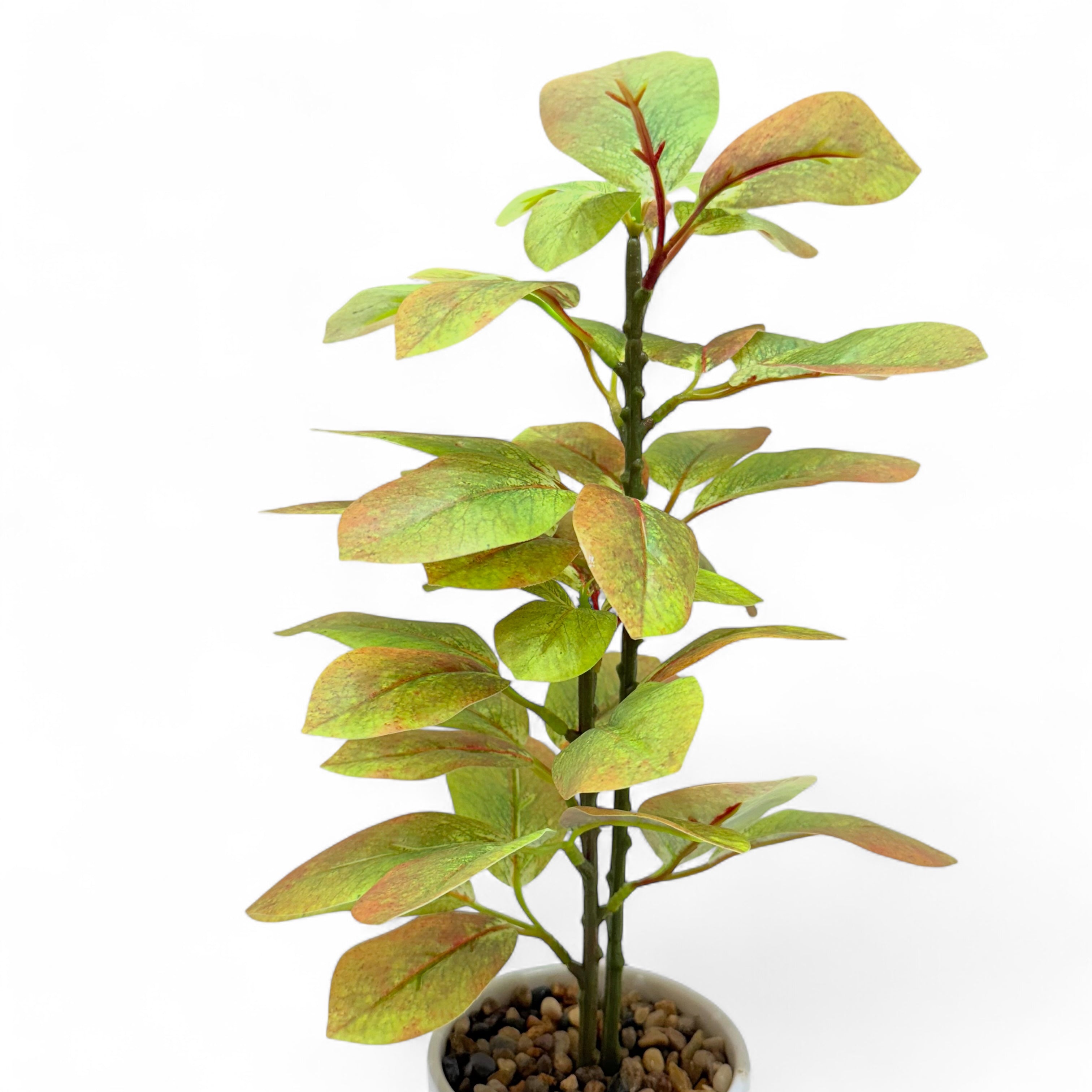 Artificial Rubber Plant.