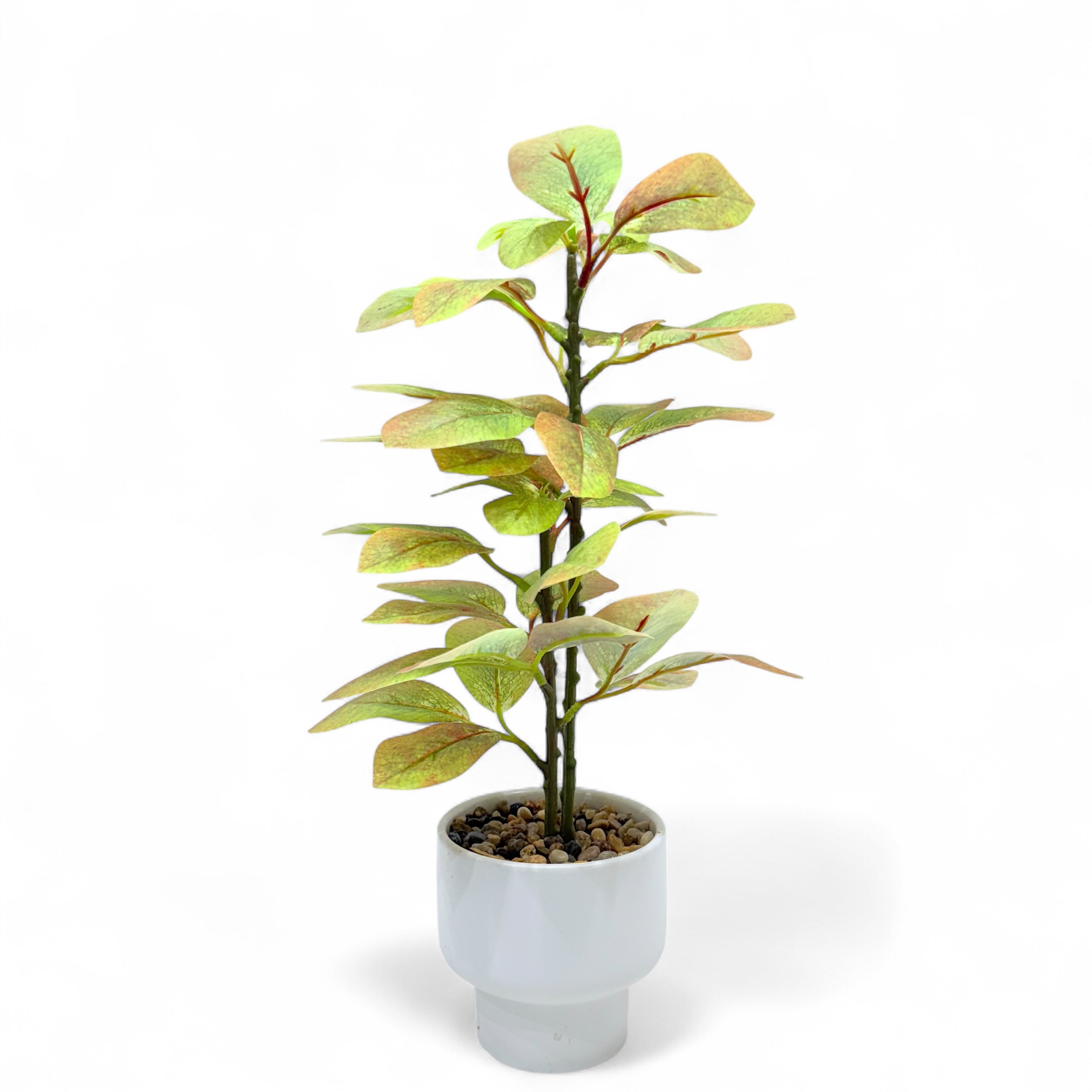 Artificial Rubber Plant.