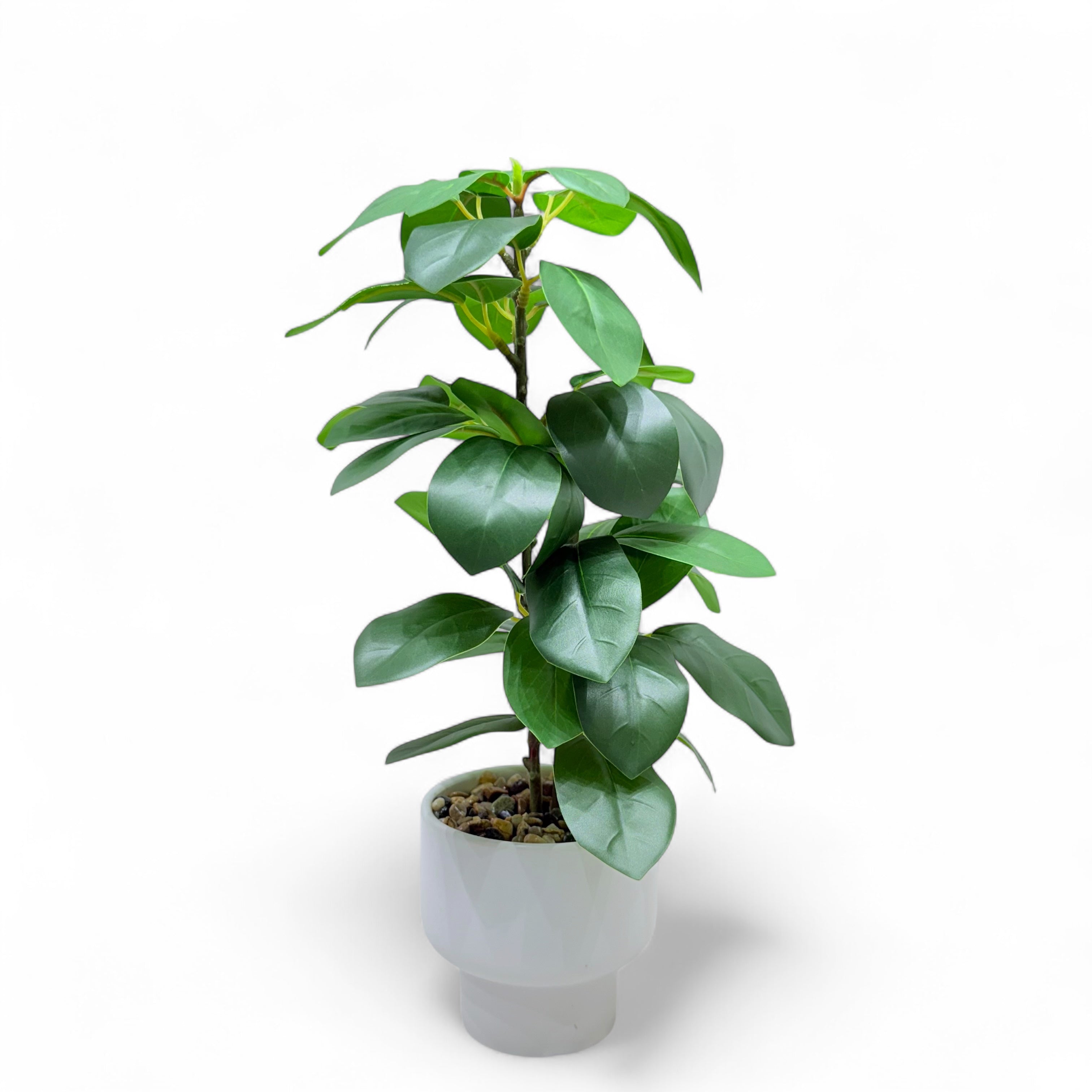 Artificial Rubber Plant.
